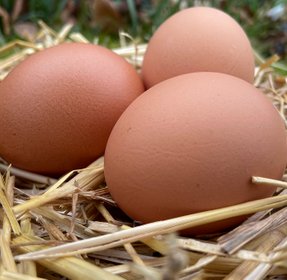 Hühner Eier Regional Artgerecht Gentechnikfrei